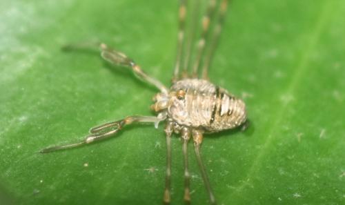 Réf. 346 982 : Dicranopalpus ramosus